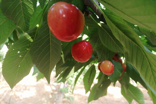 “激情夏日，戶外燒烤”——正光(guāng)戶外團建活動圓滿結束